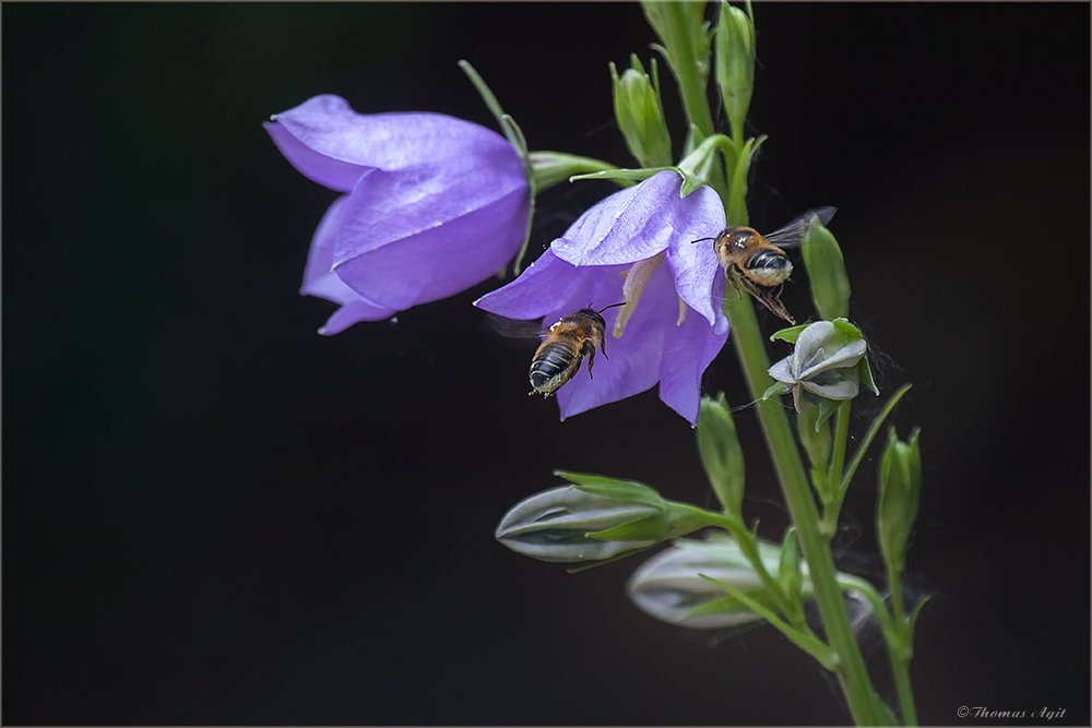 Fleißig wie die Bienen...