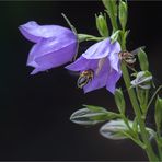 Fleißig wie die Bienen...