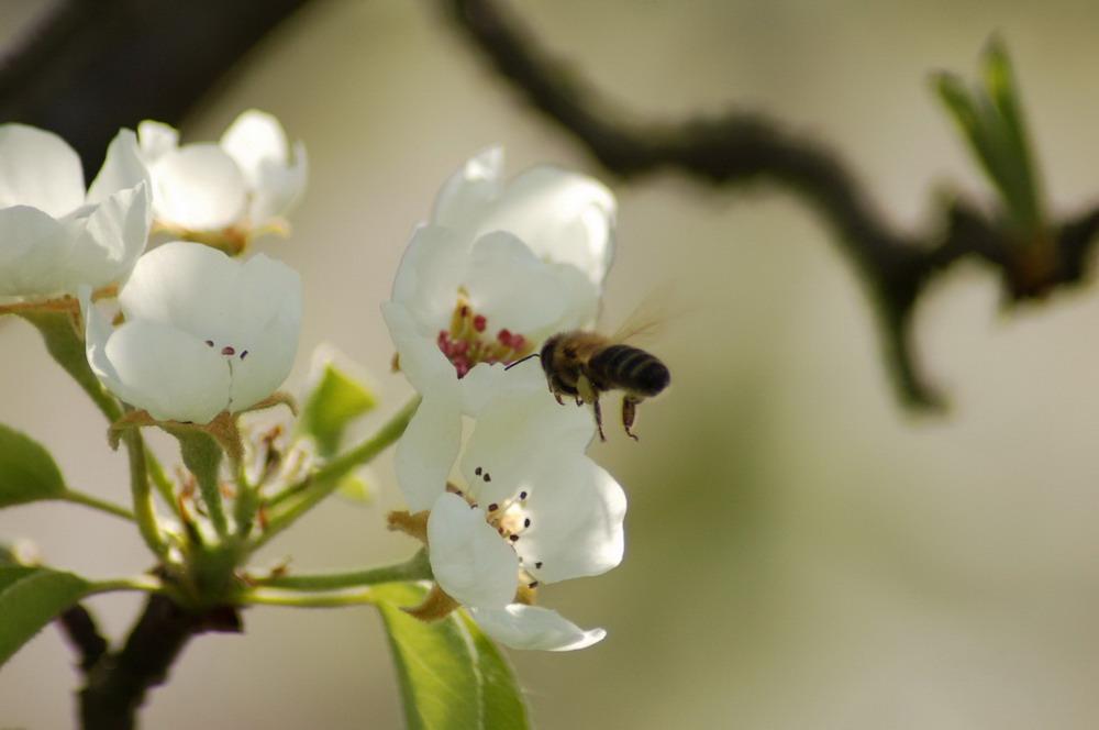 Fleißig wie die Bienen