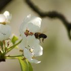 Fleißig wie die Bienen