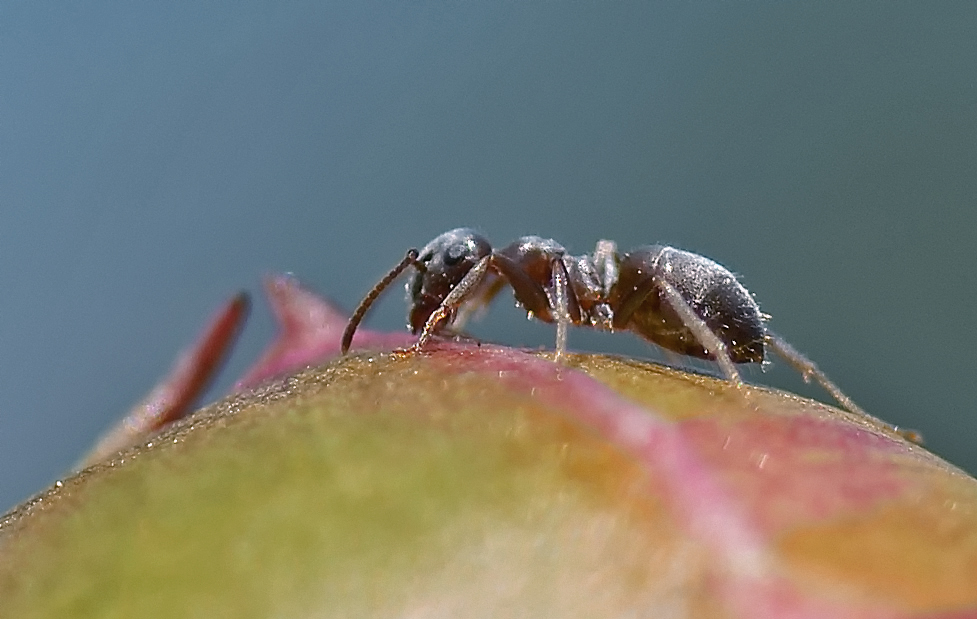 fleißige ameise im garten