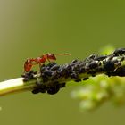 Fleißige Ameise  - Pflege der Blattlauskolonie