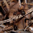 Fleißige Ameisen