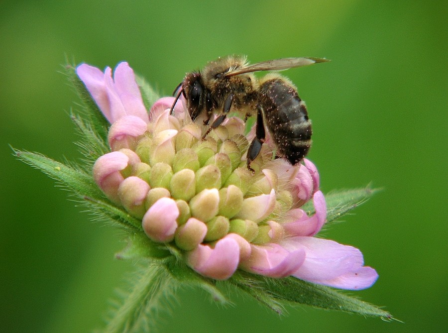 Fleissige Arbeiterin auf Kleeblüte