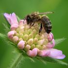 Fleissige Arbeiterin auf Kleeblüte