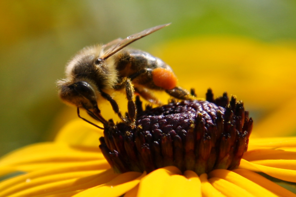 fleissige Arbeiterin des Sommers