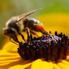 fleissige Arbeiterin des Sommers