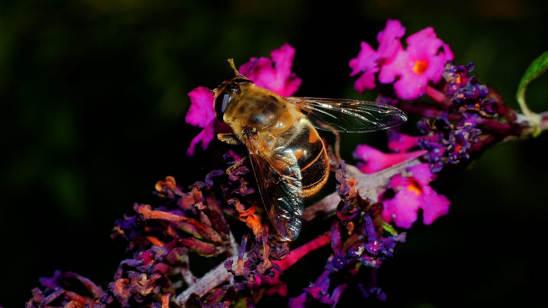 Fleißige Biena an der Buddleja