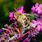 Fleißige Biena an der Buddleja