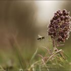 Fleißige Bienchen