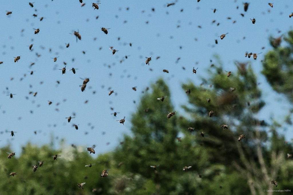 "Fleissige Bienchen"....