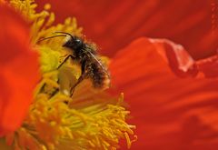 fleißige Bienchen