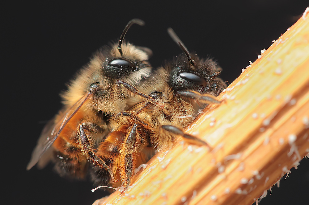 fleißige Bienchen