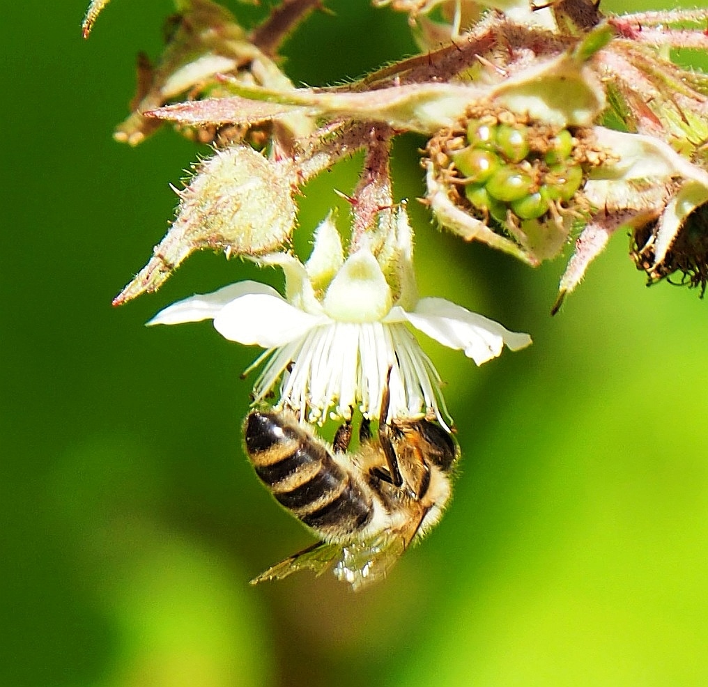 Fleißige Bienchen 