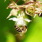 Fleißige Bienchen 