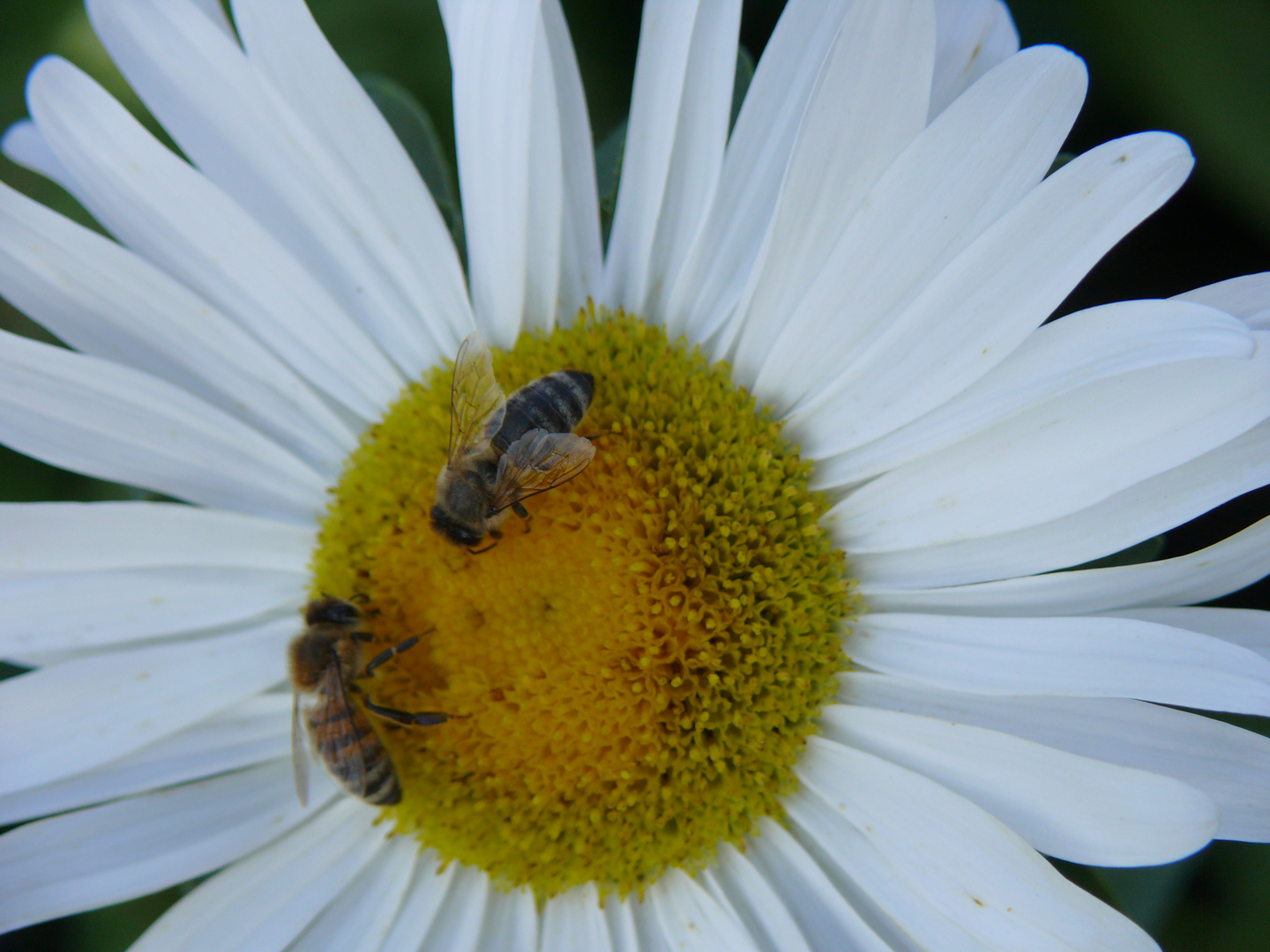 fleißige Bienchen