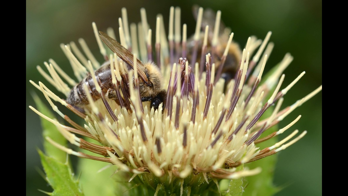 Fleissige Bienchen