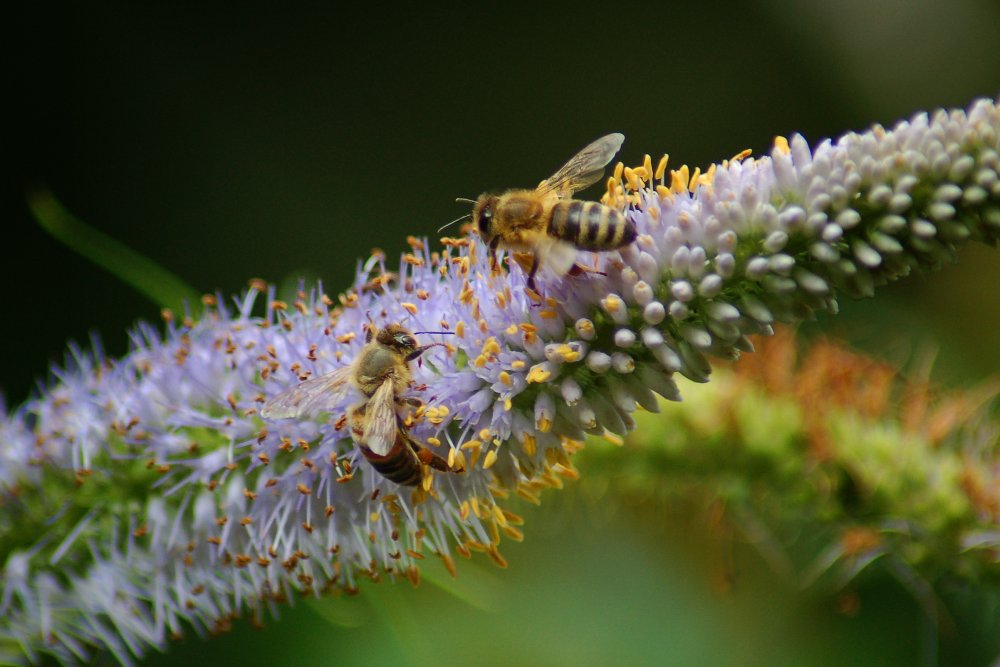 fleißige "Bienchen"