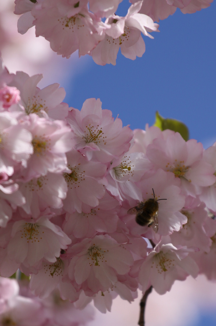 Fleißige Bienchen