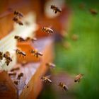 fleissige Bienchen