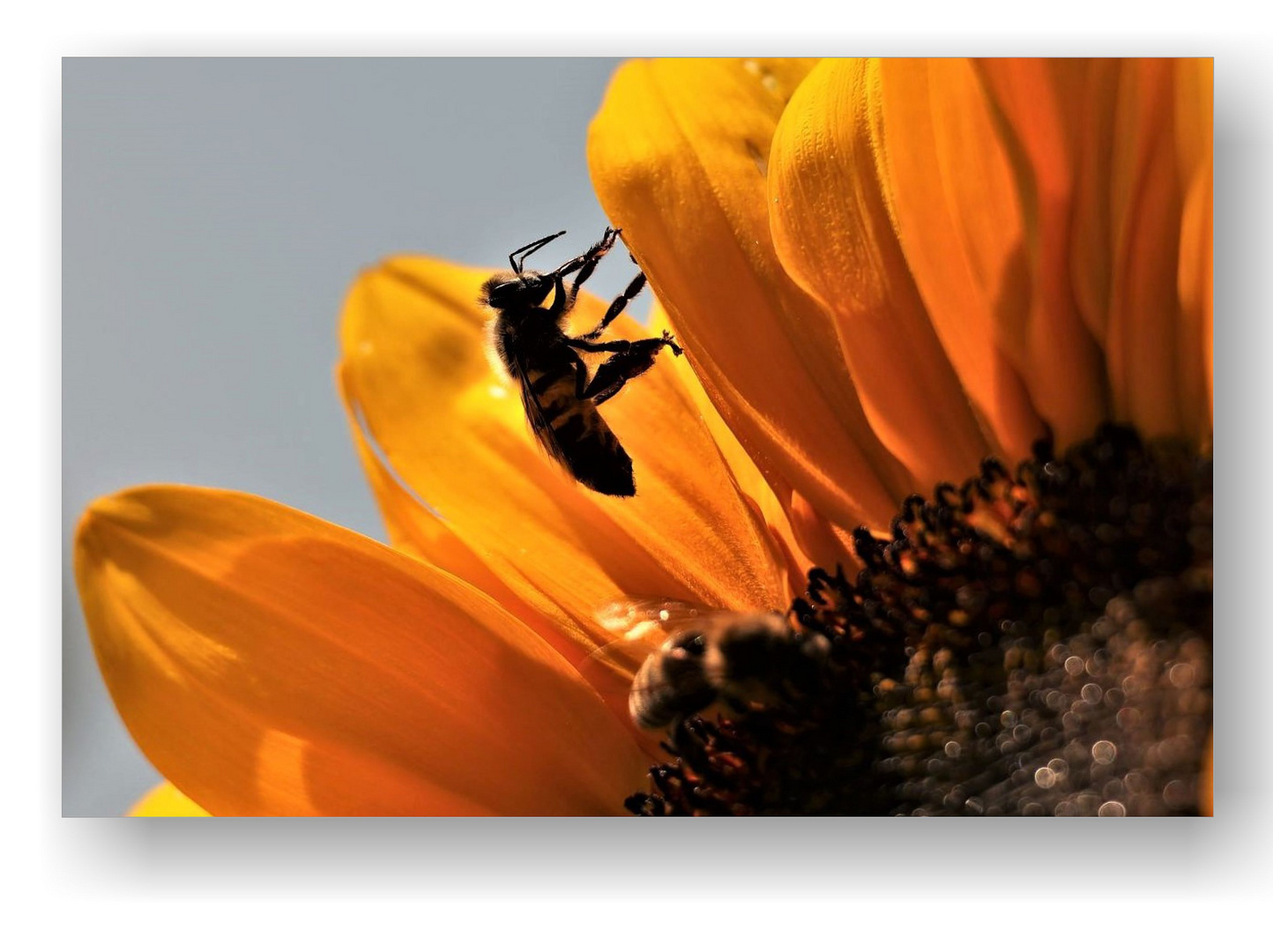 Fleißige Bienchen