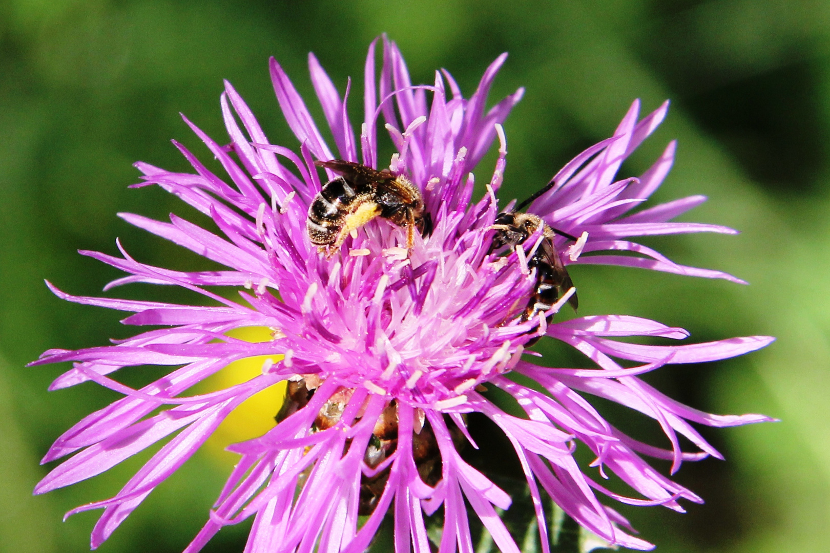 Fleißige Bienchen