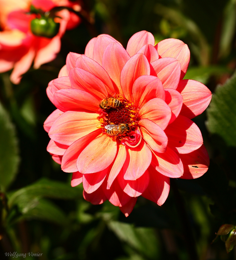 Fleißige Bienchen