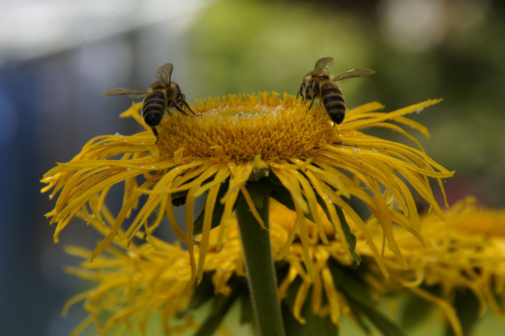 Fleißige Bienchen