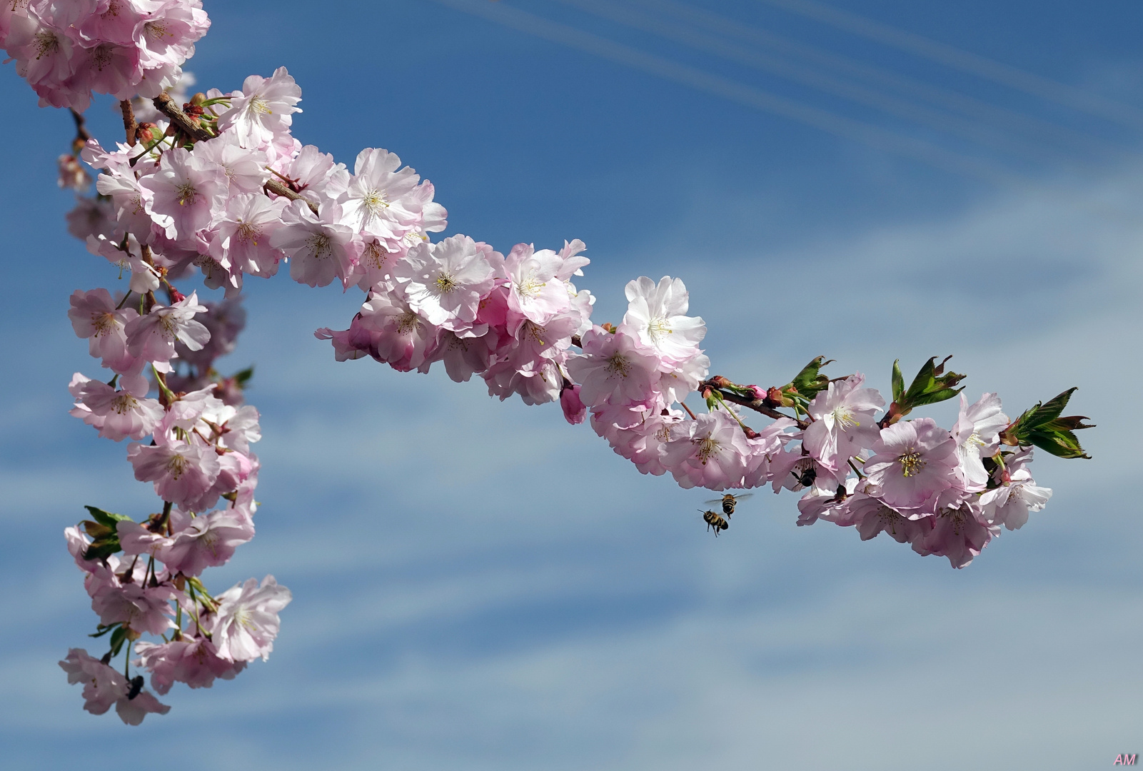 Fleissige Bienchen