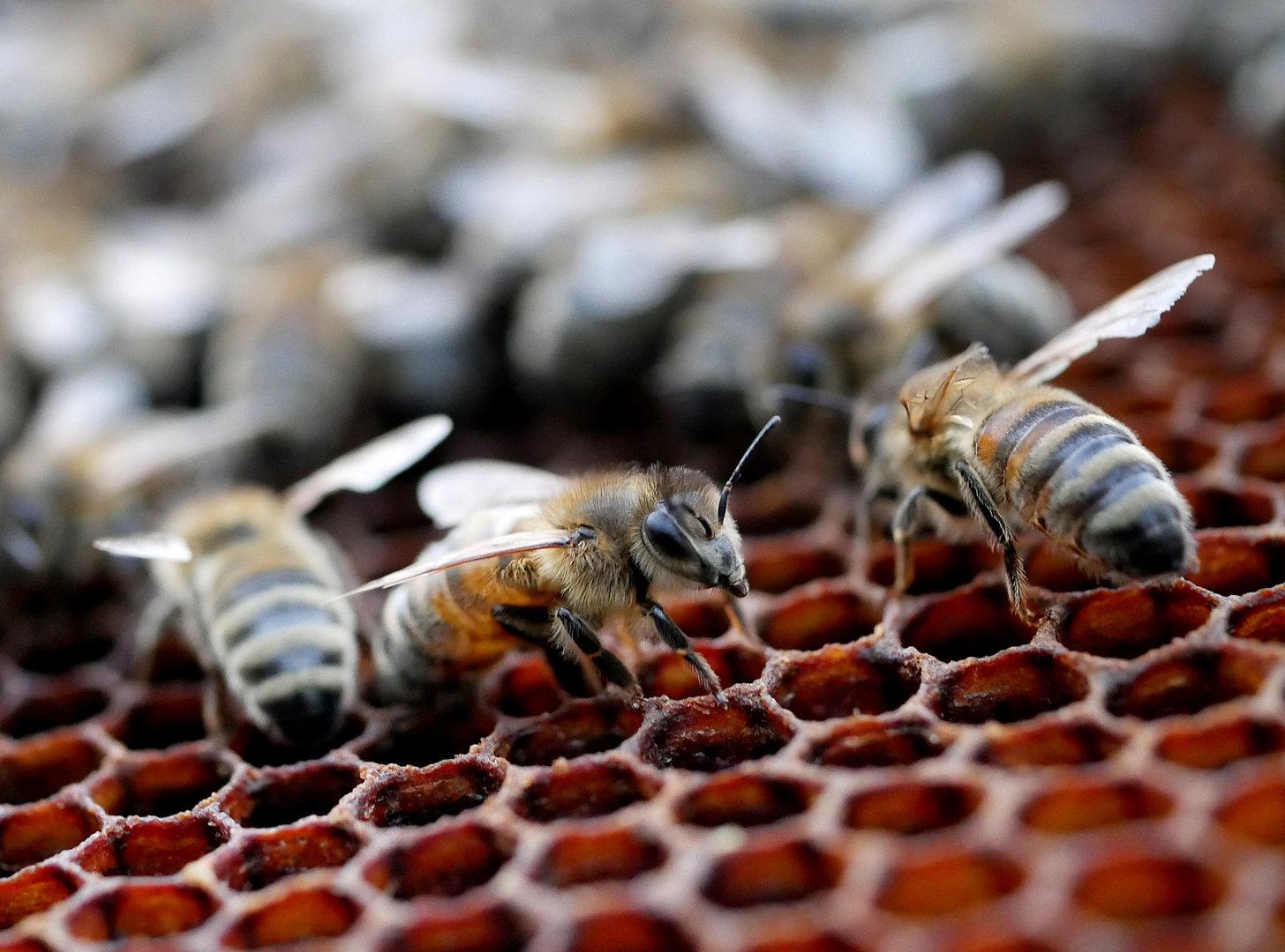 Fleißige Bienchen Fleißige Bienchen