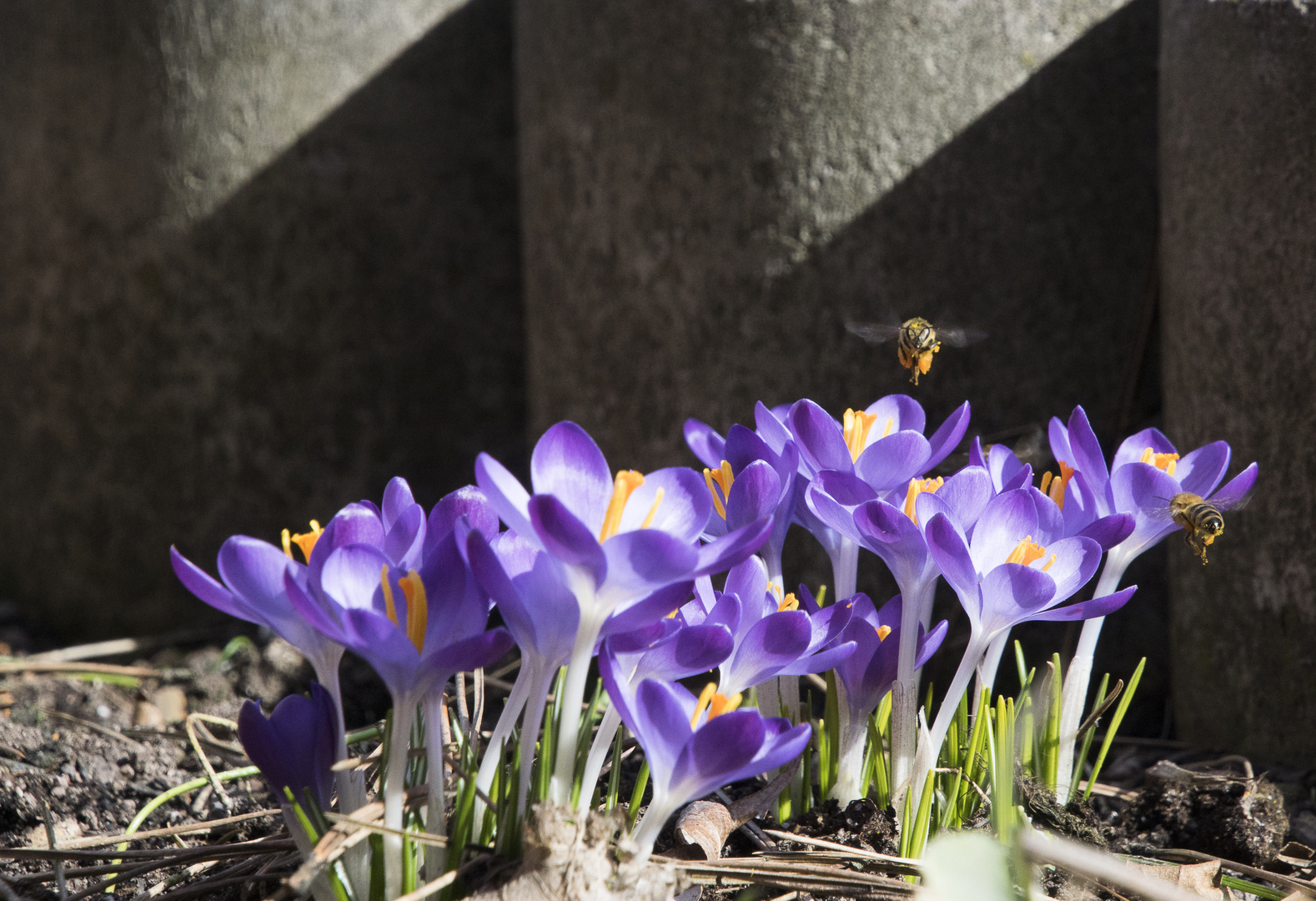 Fleißige Bienchen