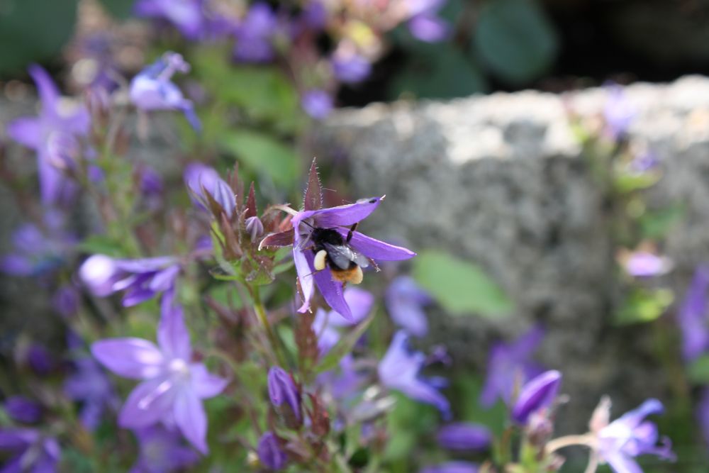 fleißige Bienchen