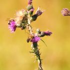 fleißige Bienchen