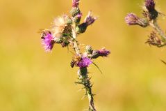 fleißige Bienchen