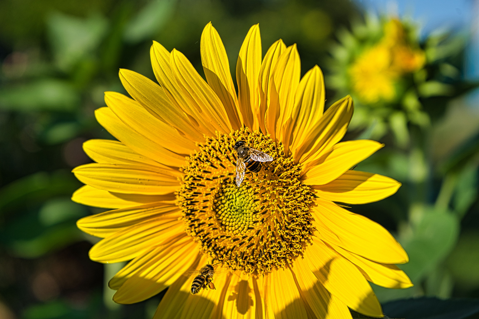 Fleißige Bienchen