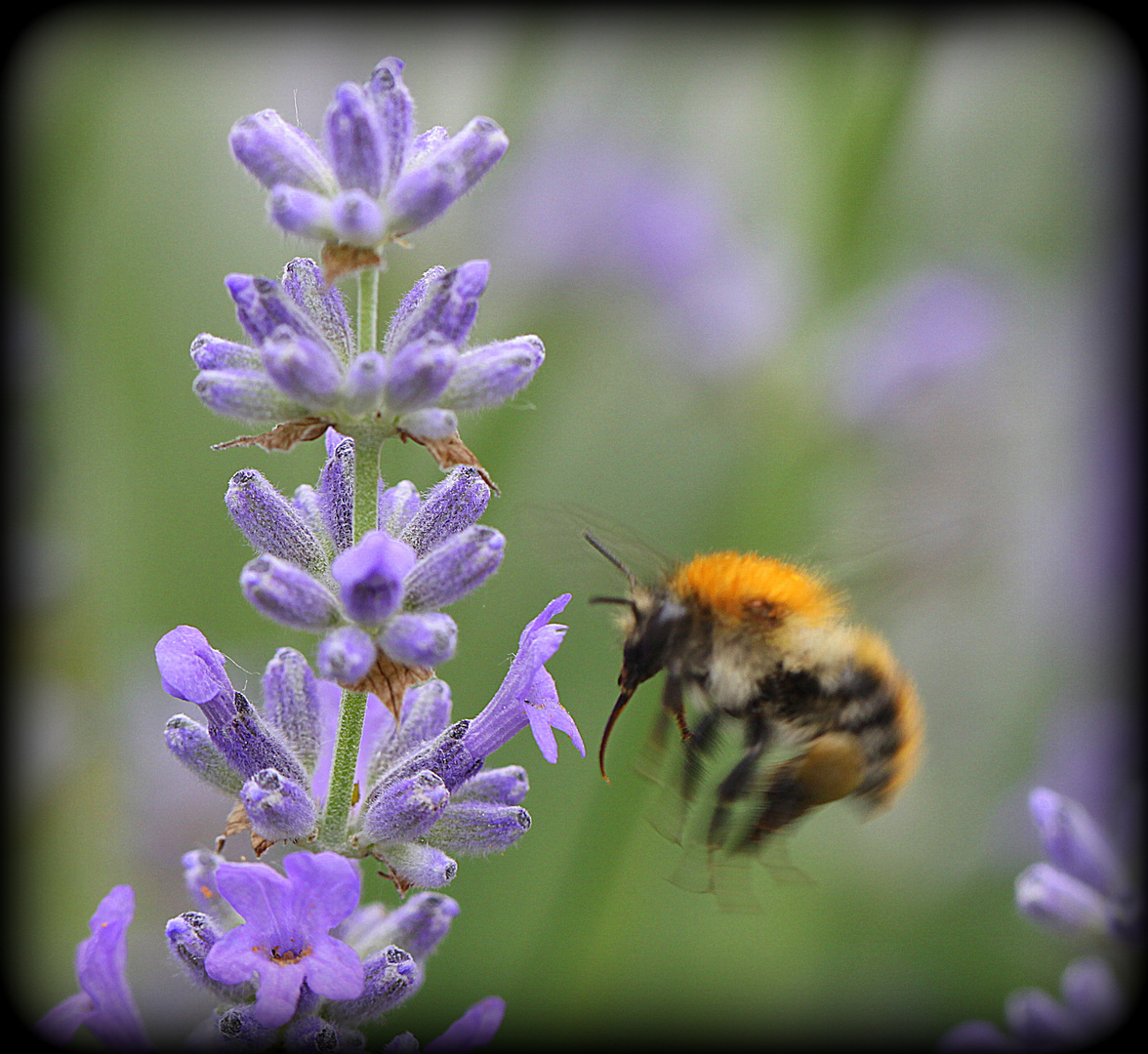 Fleißige Bienchen