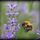 Fleißige Bienchen