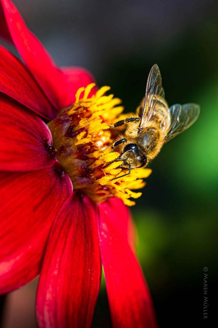 fleißige Bienchen