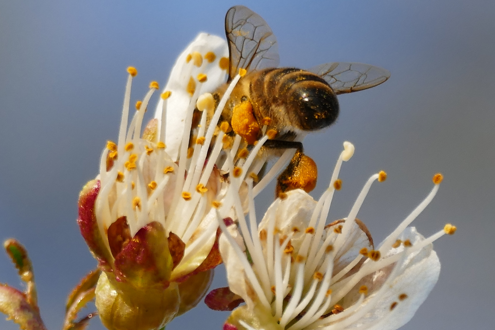 Fleißige Bienchen... 