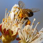 Fleißige Bienchen... 