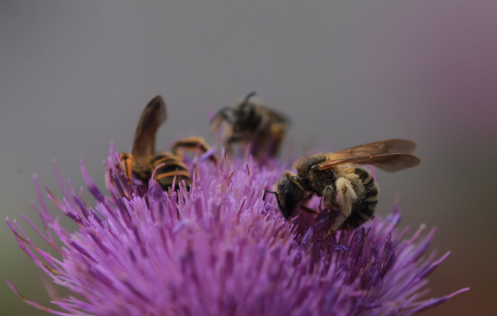 fleissige bienchen