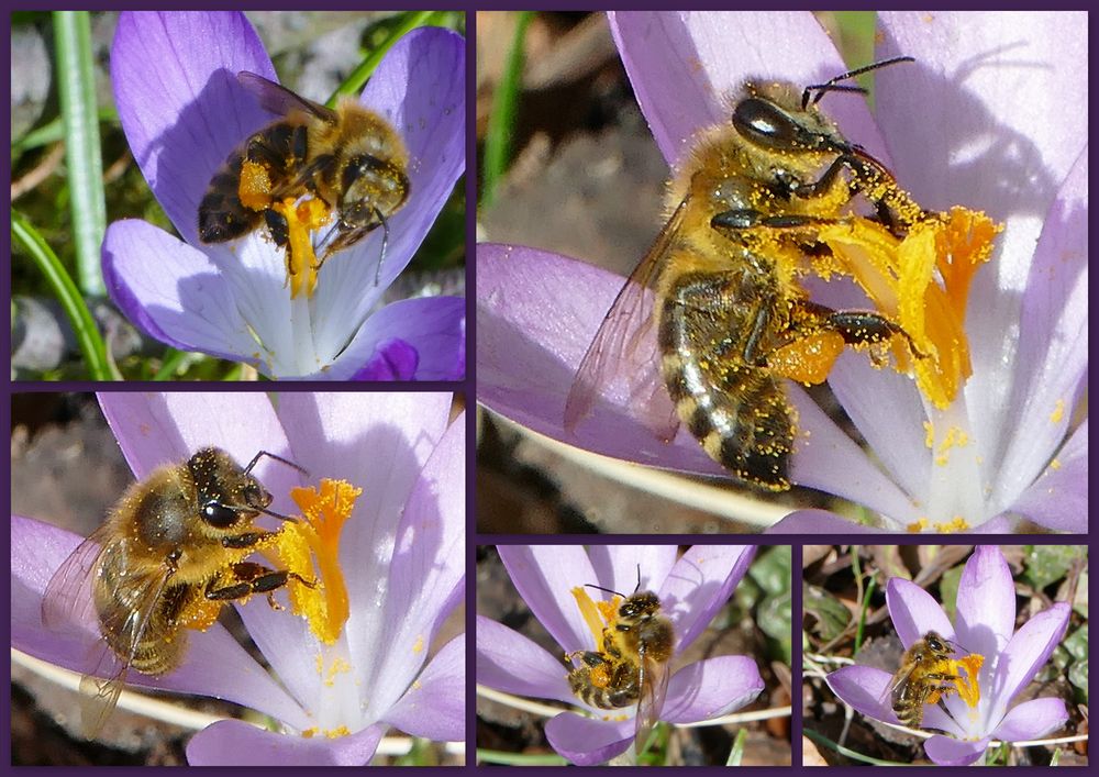 Fleißige Bienchen