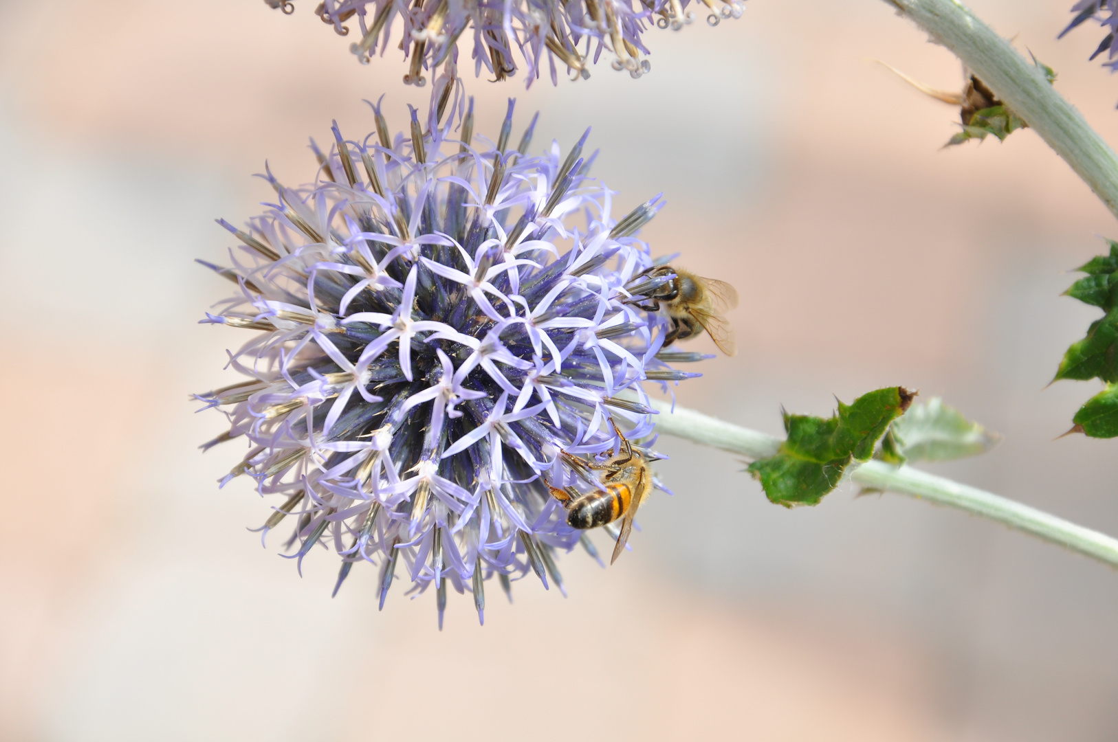 Fleißige Bienchen