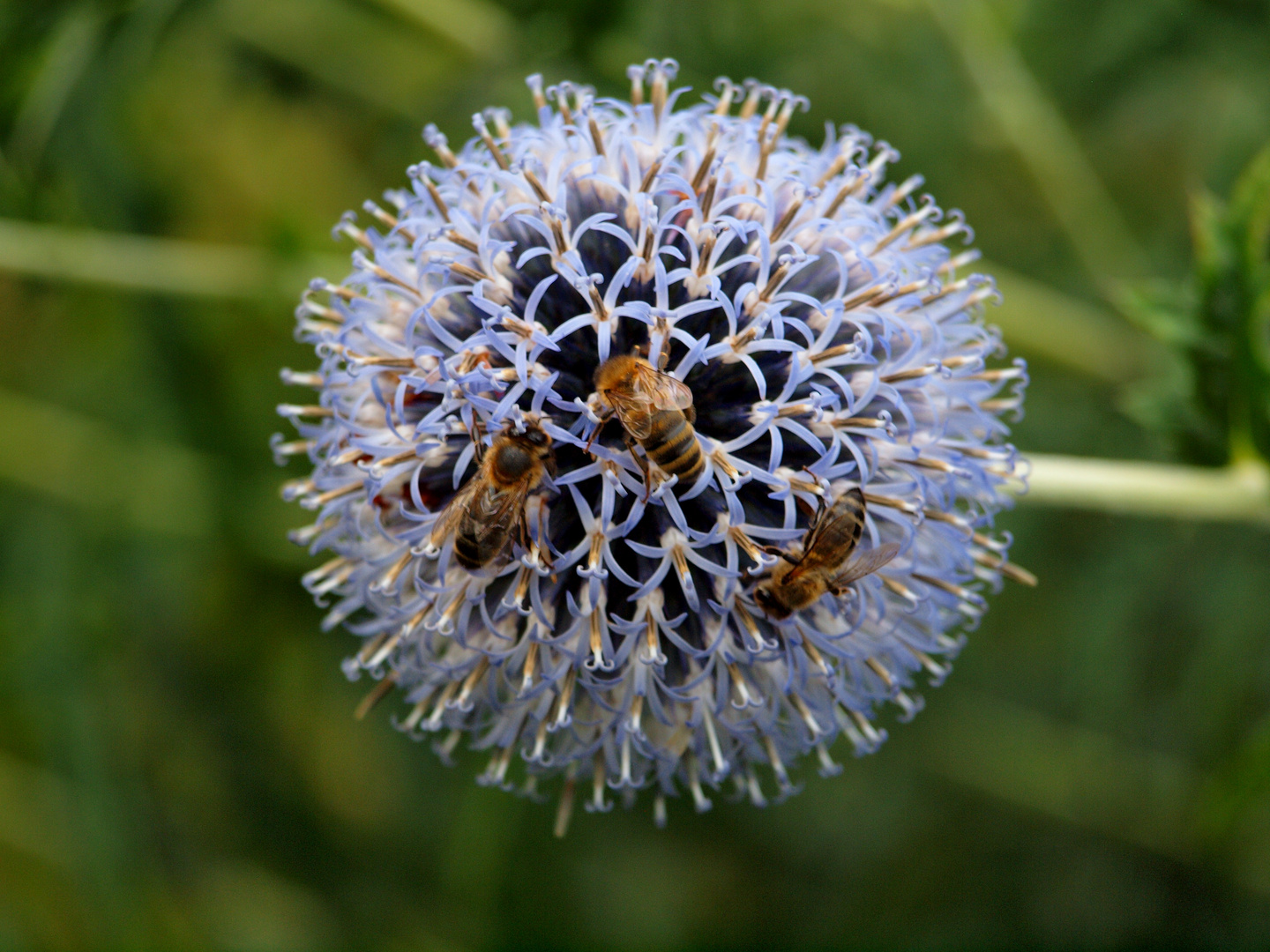 Fleißige Bienchen