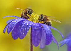 Fleißige Bienchen