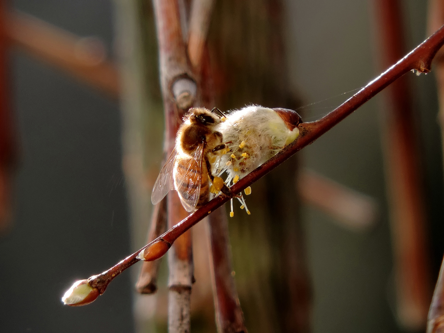 Fleißige Bienchen