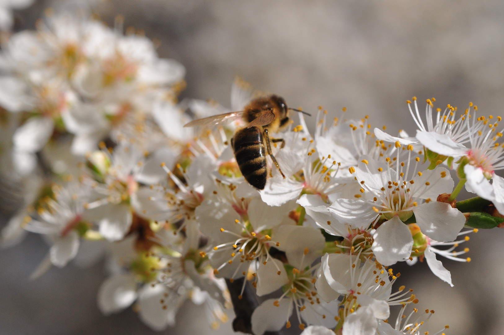 Fleißige Bienchen 