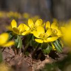 Fleißige Bienchen schon im Februar.