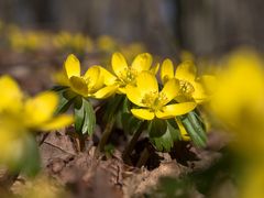 Fleißige Bienchen schon im Februar.