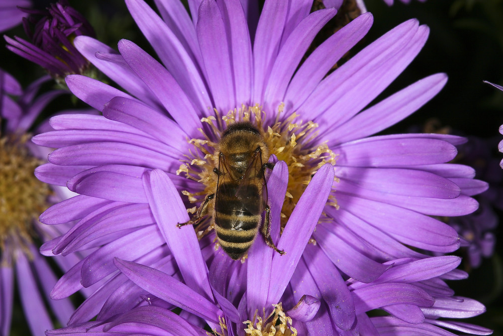 fleißige Biene